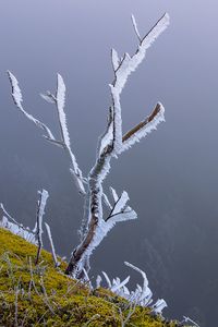 Preview wallpaper branches, frost, moss, winter, macro