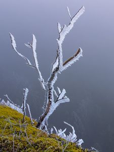 Preview wallpaper branches, frost, moss, winter, macro