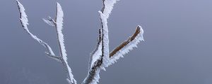 Preview wallpaper branches, frost, moss, winter, macro