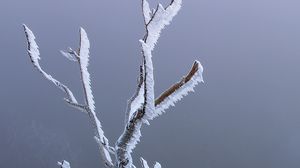 Preview wallpaper branches, frost, moss, winter, macro