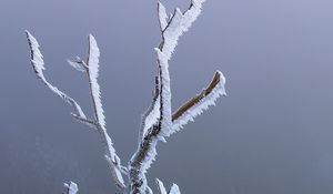 Preview wallpaper branches, frost, moss, winter, macro