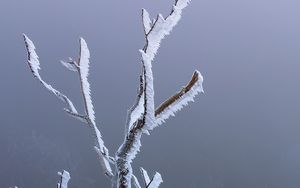 Preview wallpaper branches, frost, moss, winter, macro