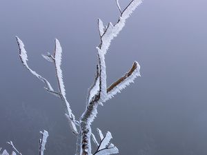 Preview wallpaper branches, frost, moss, winter, macro