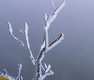 Preview wallpaper branches, frost, moss, winter, macro