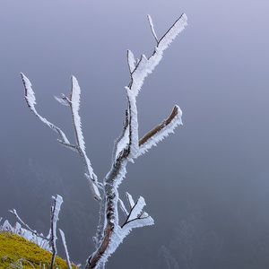 Preview wallpaper branches, frost, moss, winter, macro