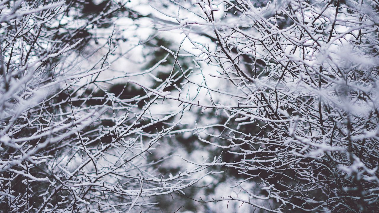 Wallpaper branches, frost, snow, fog, blur