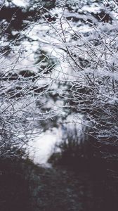 Preview wallpaper branches, frost, snow, fog, blur