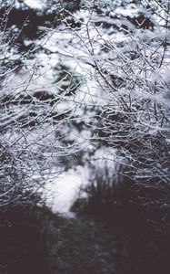 Preview wallpaper branches, frost, snow, fog, blur