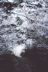 Preview wallpaper branches, frost, snow, fog, blur