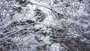 Preview wallpaper branches, frost, snow, fog, blur