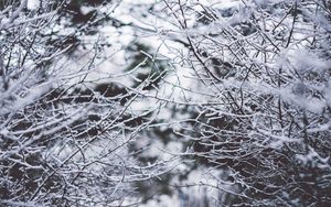 Preview wallpaper branches, frost, snow, fog, blur