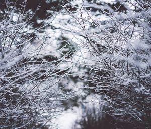 Preview wallpaper branches, frost, snow, fog, blur