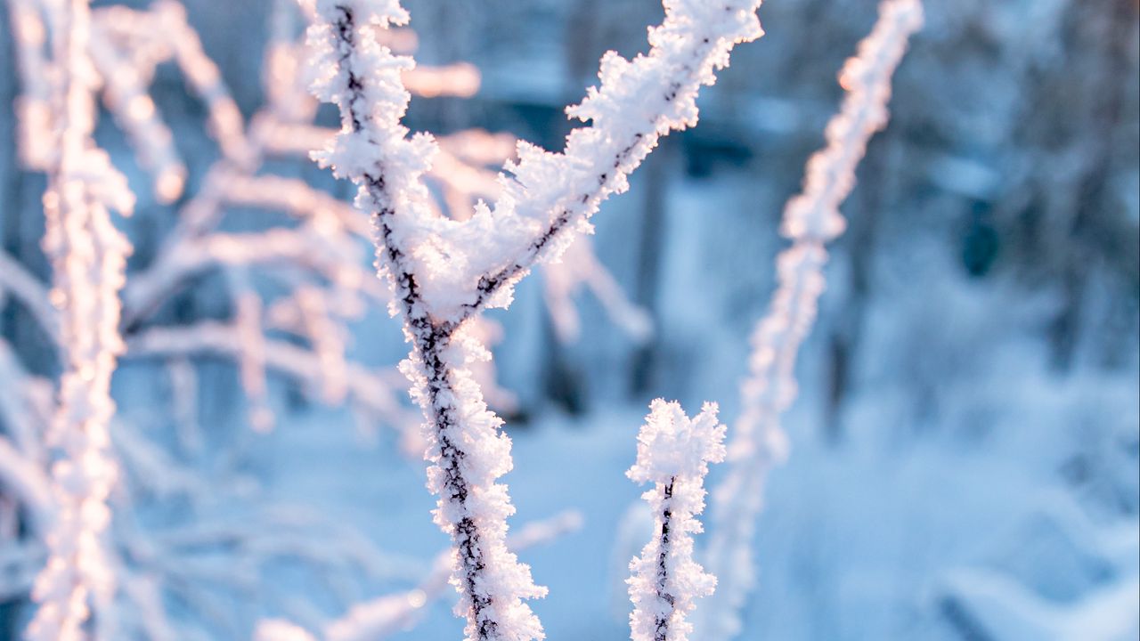 Wallpaper branches, frost, snow, winter, nature, macro