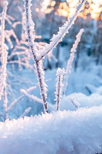 Preview wallpaper branches, frost, snow, winter, nature, macro