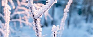 Preview wallpaper branches, frost, snow, winter, nature, macro