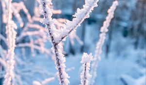 Preview wallpaper branches, frost, snow, winter, nature, macro
