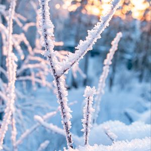 Preview wallpaper branches, frost, snow, winter, nature, macro