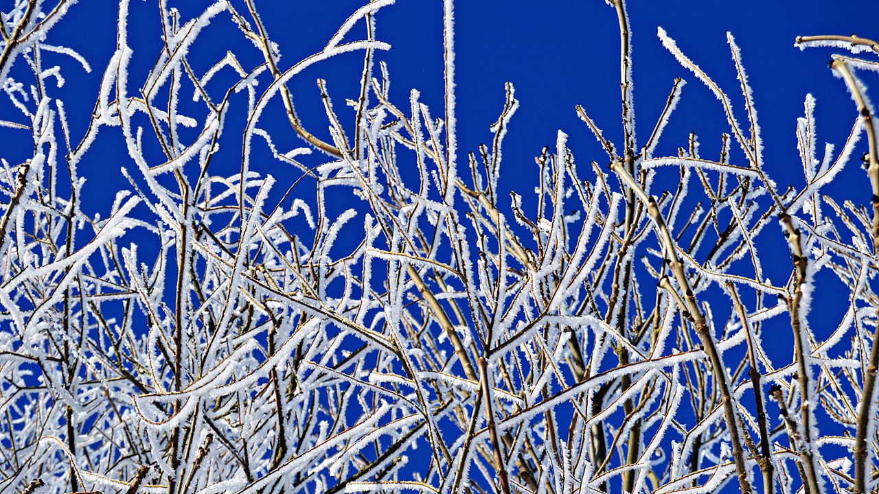 Wallpaper branches, frost, winter, freeze, cold