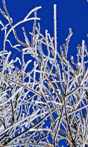 Preview wallpaper branches, frost, winter, freeze, cold