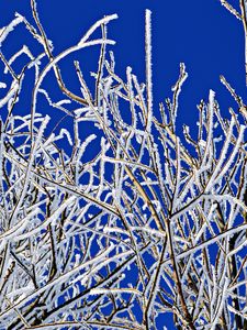 Preview wallpaper branches, frost, winter, freeze, cold