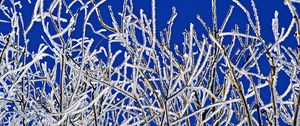 Preview wallpaper branches, frost, winter, freeze, cold