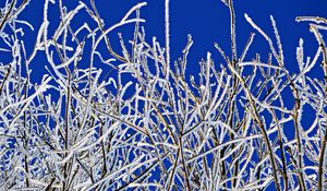 Preview wallpaper branches, frost, winter, freeze, cold