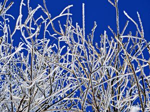 Preview wallpaper branches, frost, winter, freeze, cold