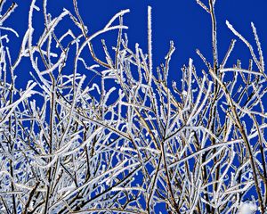 Preview wallpaper branches, frost, winter, freeze, cold