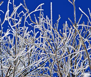 Preview wallpaper branches, frost, winter, freeze, cold