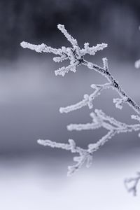 Preview wallpaper branches, frost, winter, macro