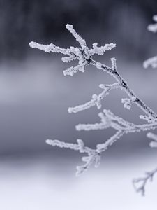 Preview wallpaper branches, frost, winter, macro