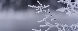 Preview wallpaper branches, frost, winter, macro