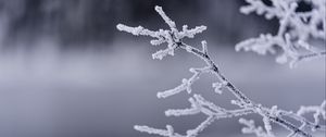 Preview wallpaper branches, frost, winter, macro