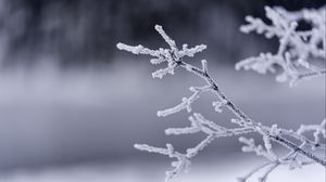Preview wallpaper branches, frost, winter, macro