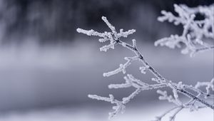 Preview wallpaper branches, frost, winter, macro