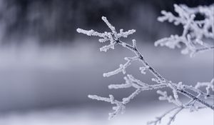 Preview wallpaper branches, frost, winter, macro
