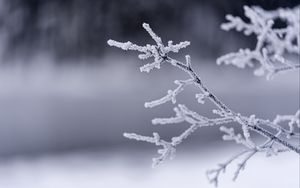 Preview wallpaper branches, frost, winter, macro