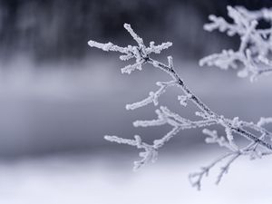 Preview wallpaper branches, frost, winter, macro