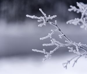 Preview wallpaper branches, frost, winter, macro