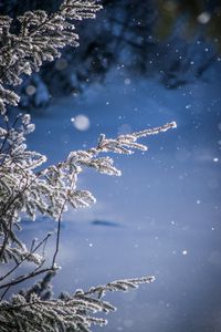 Preview wallpaper branches, glare, bokeh, snow, blur