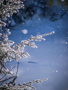 Preview wallpaper branches, glare, bokeh, snow, blur
