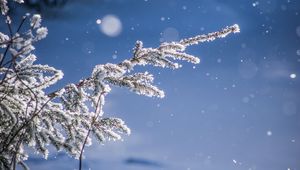 Preview wallpaper branches, glare, bokeh, snow, blur