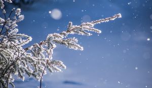 Preview wallpaper branches, glare, bokeh, snow, blur