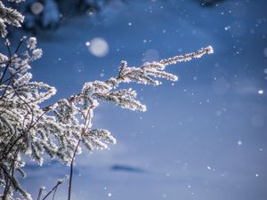 Preview wallpaper branches, glare, bokeh, snow, blur