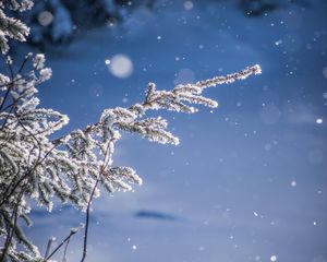 Preview wallpaper branches, glare, bokeh, snow, blur