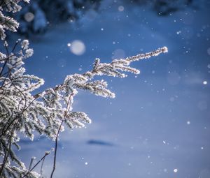 Preview wallpaper branches, glare, bokeh, snow, blur