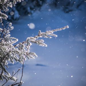 Preview wallpaper branches, glare, bokeh, snow, blur