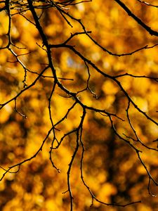 Preview wallpaper branches, glare, macro, autumn, yellow