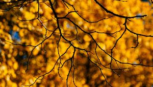 Preview wallpaper branches, glare, macro, autumn, yellow