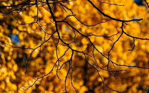 Preview wallpaper branches, glare, macro, autumn, yellow